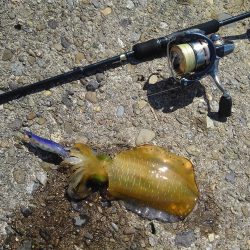 越前海岸でエギング